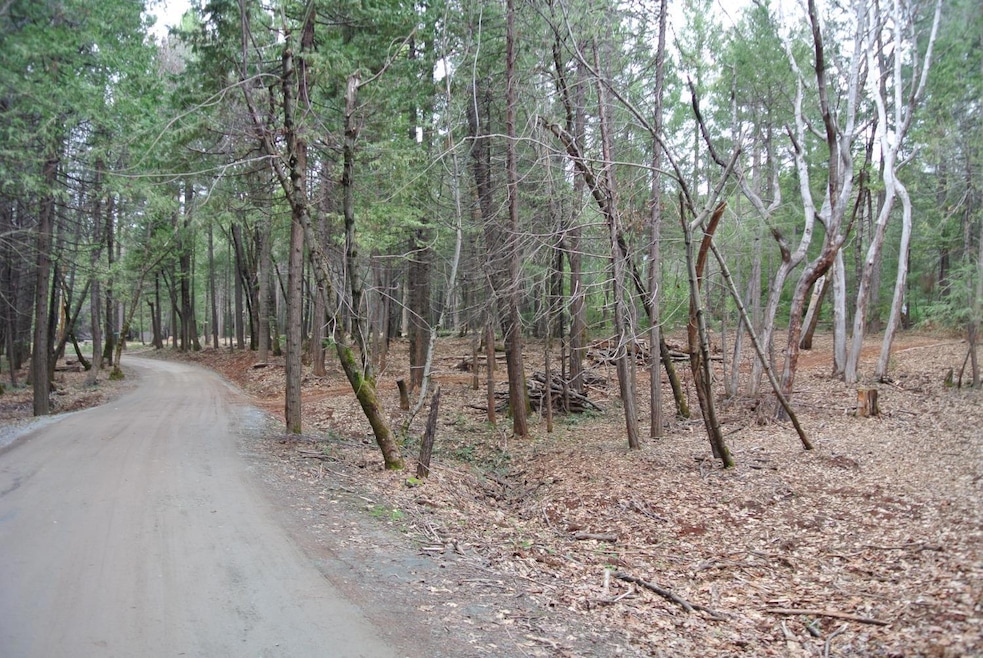 YOUR NEW HOME COULD BE HERE!!!  Thomas St goes through part of the property. gravel road with a view of trees