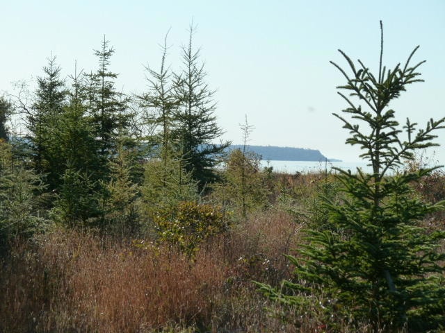 the shoreline area