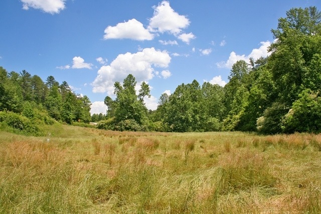 A Grassy Meadow Along Pruitt Creek