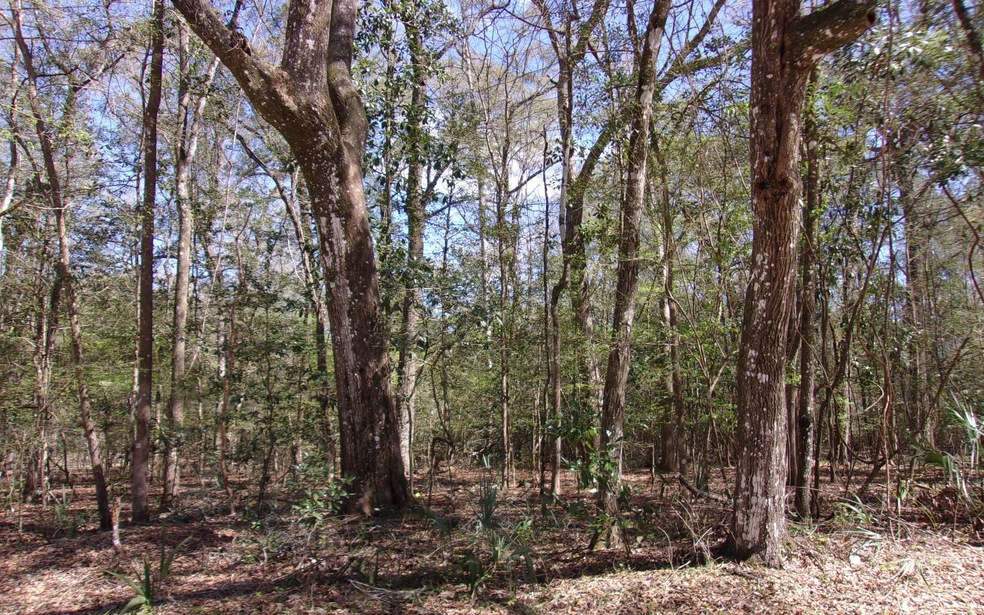 TBD Manatee Terrace, Fort White, FL 32038 - photo 1