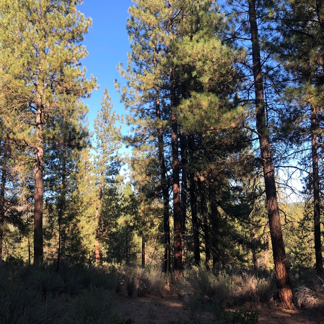 1.05 Acres ~ Stillwater Way ~ Huge Pines