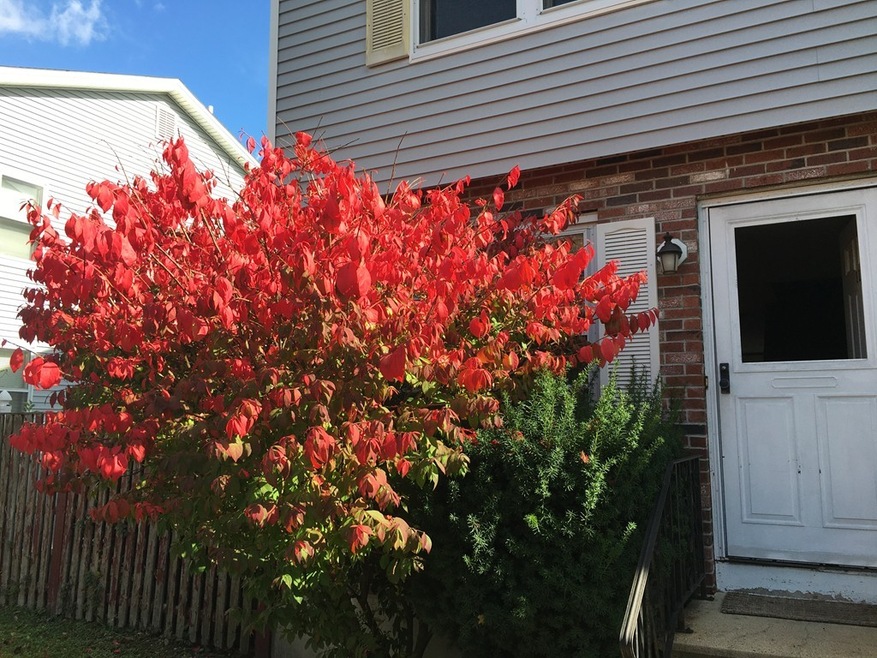 11 Myrtle St unit 7, Somerville, MA 02145 - photo 1