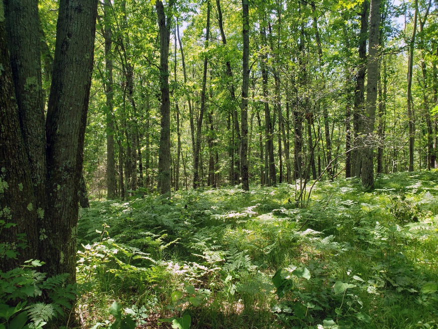 Parcel 004 Woodland Park Dr, Bitely, MI 49309 - photo 1