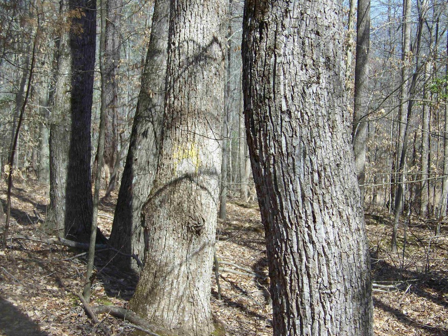 00 Lewis Rd, Oxford, NC 27565 - photo 1