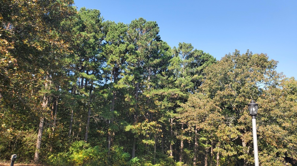 Beautiful Pines
