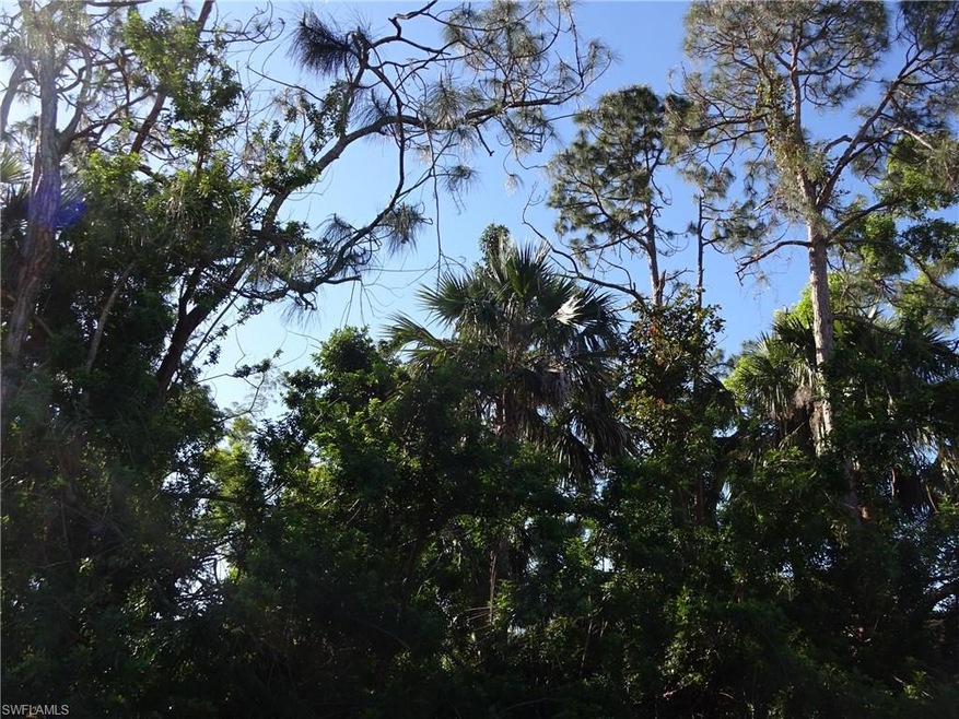 Pine Trees on lot