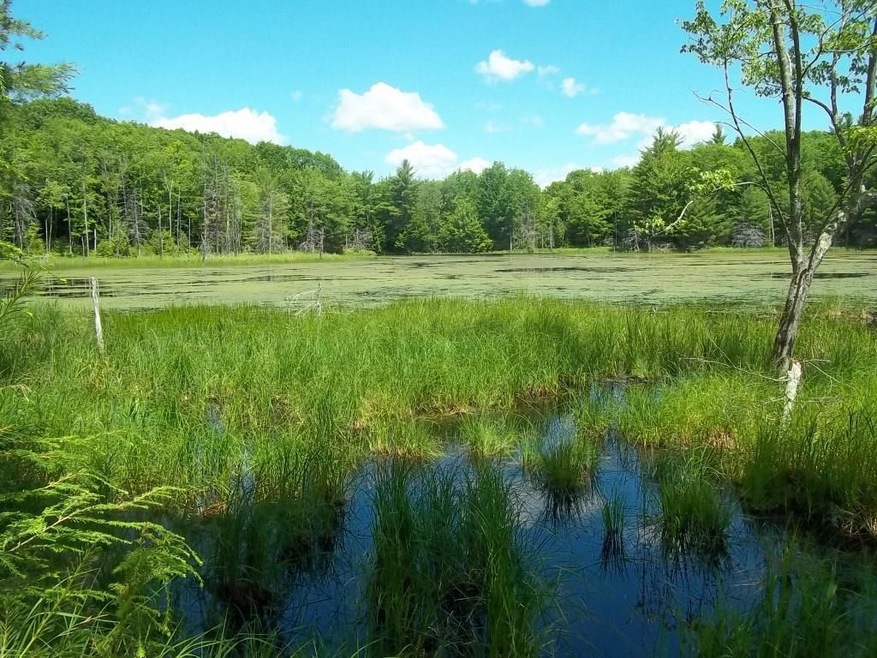 Beaver Pond View