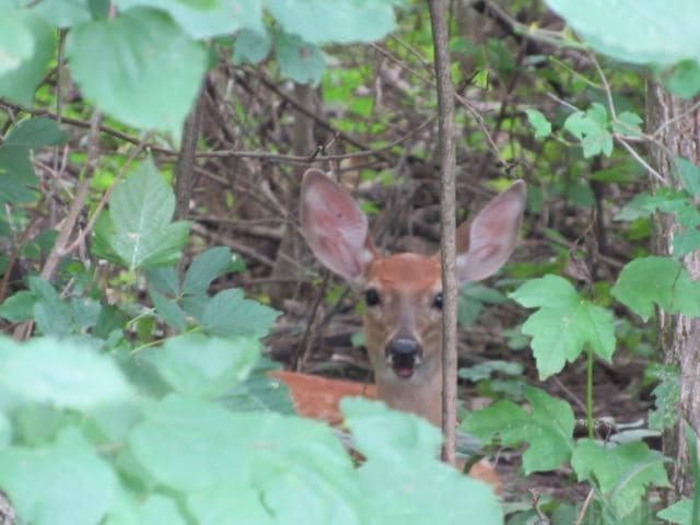 271 N Mcclellan St, Auburn, IN 46706 - photo 1