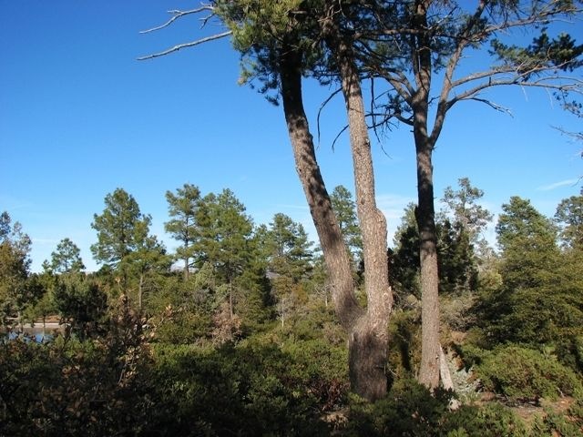 Lot 802 Chaparral Pines