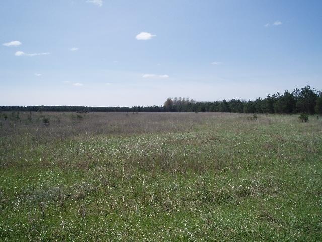 Primary Photo