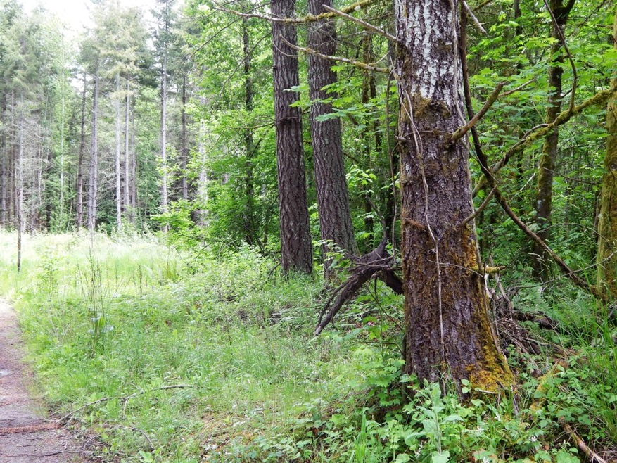 14630 164th Ln SE, Rainier, WA 98576 - photo 1