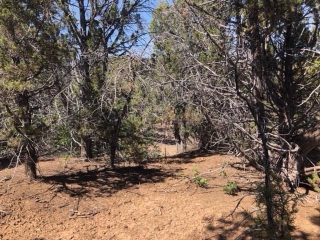 40 Acres in Slide Canyon