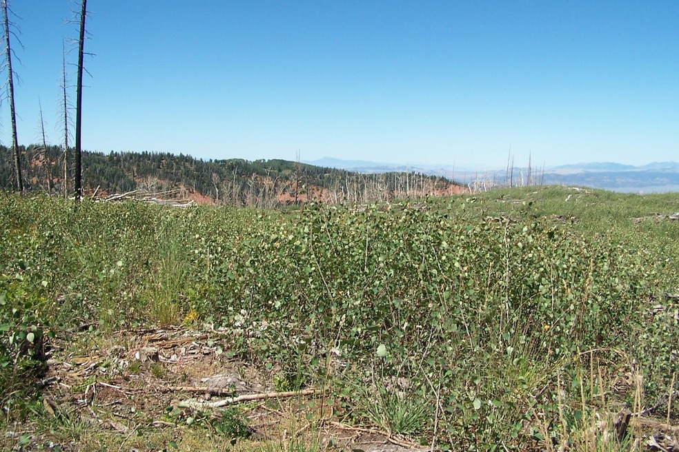 Sorlie properties 001