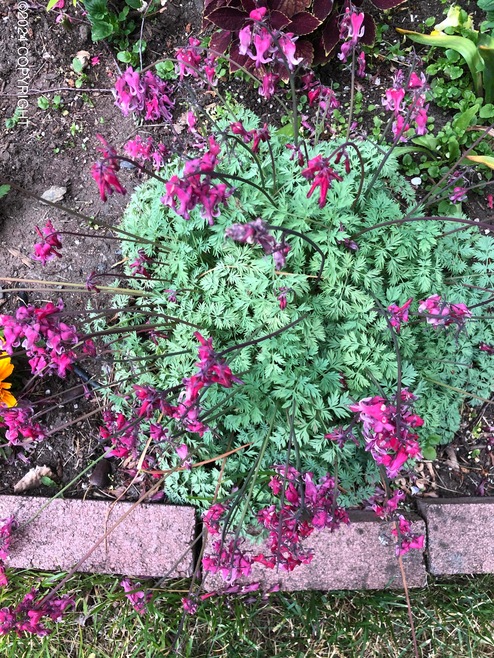 Beautiful Flowers