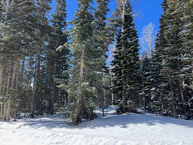 281 Forest