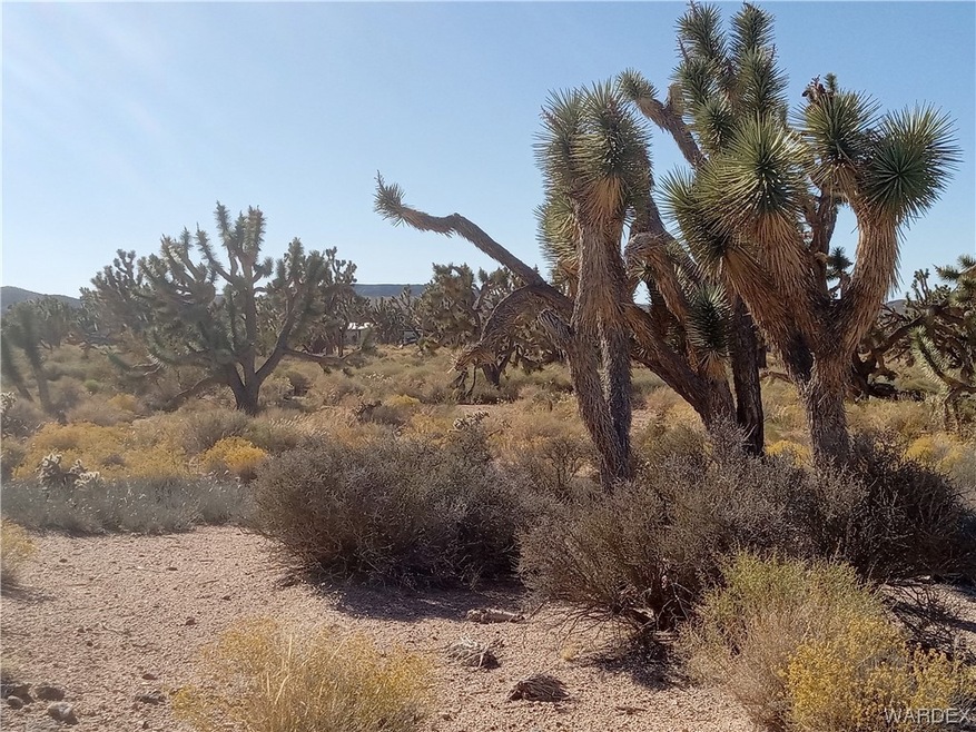 Joshua Trees on Property