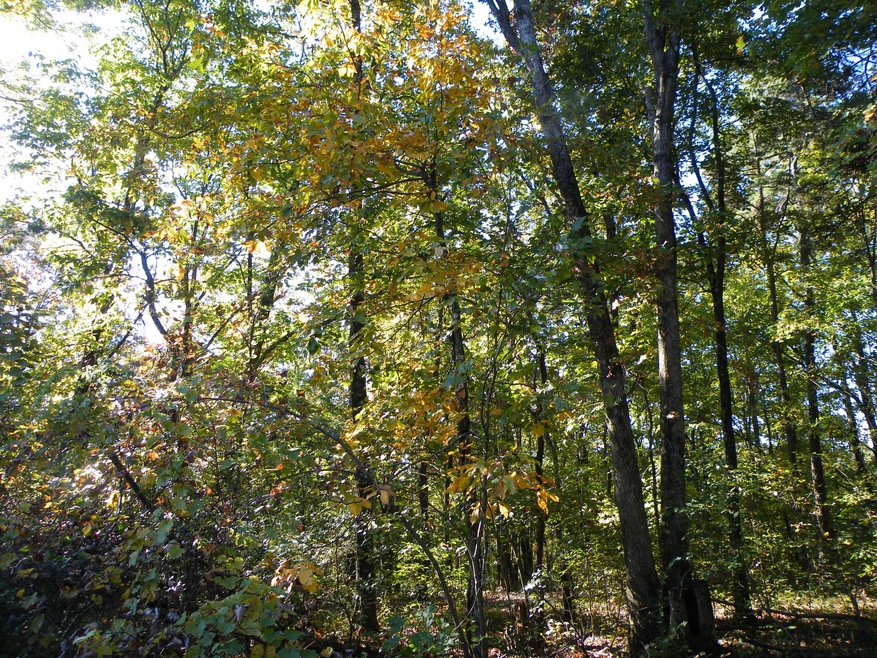 DSCF0006