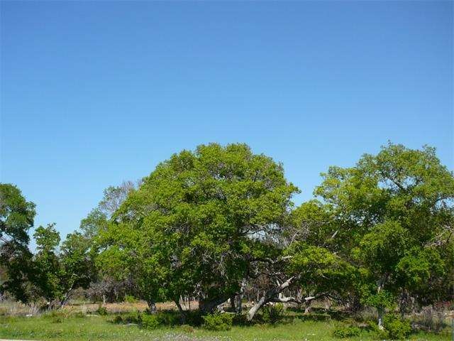 Land/Lot