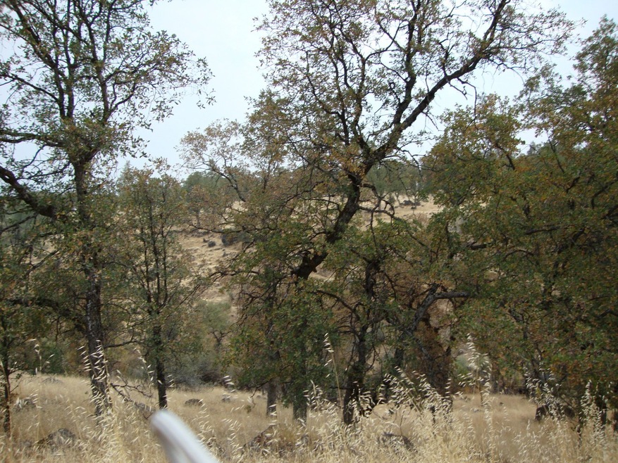 Nice 20 Acre Parcel
