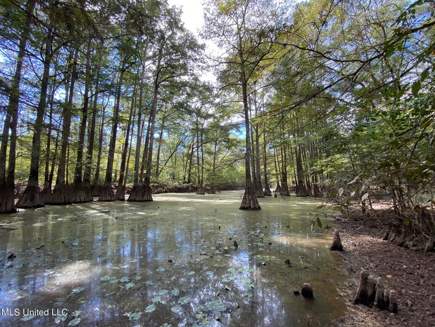 Cypress Slough