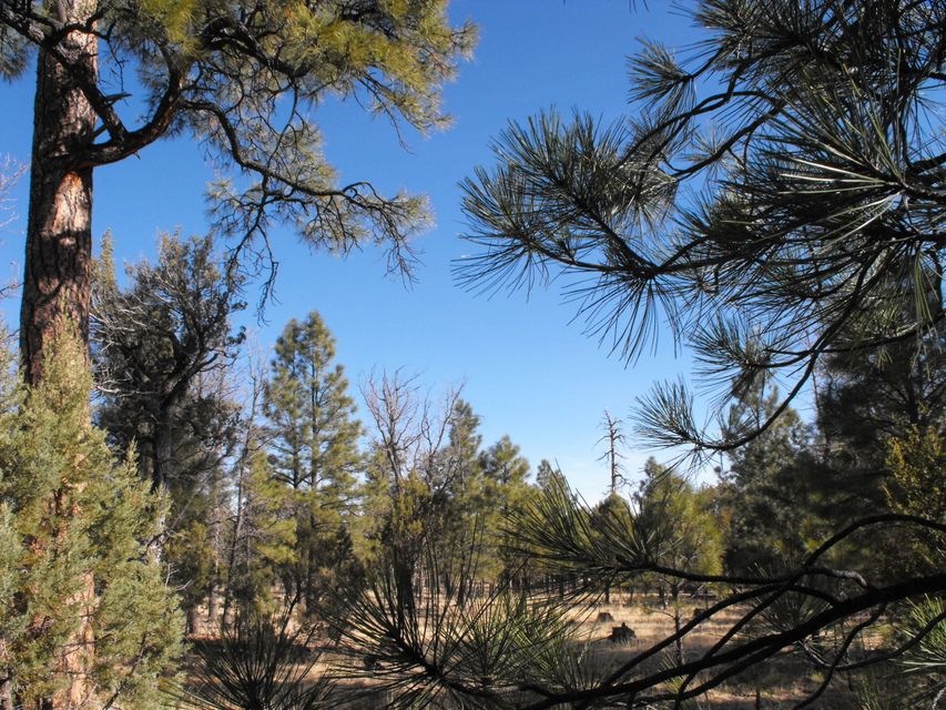 1 Lot 76 Juniper