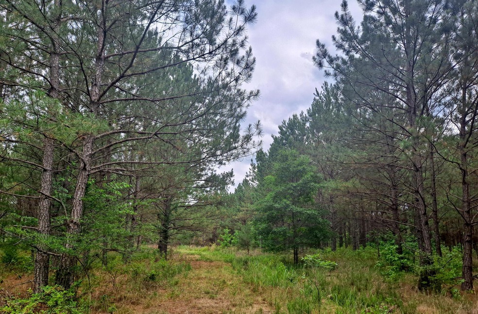 woods view