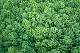 TBD Road 2922, Cleveland, TX 77327 - photo 1