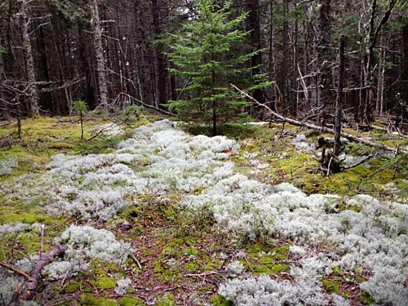 Land. Beautiful moss!