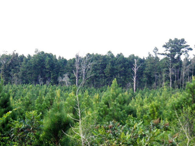 0 Lees Chapel Rd, Tylertown, MS 39667 - photo 1