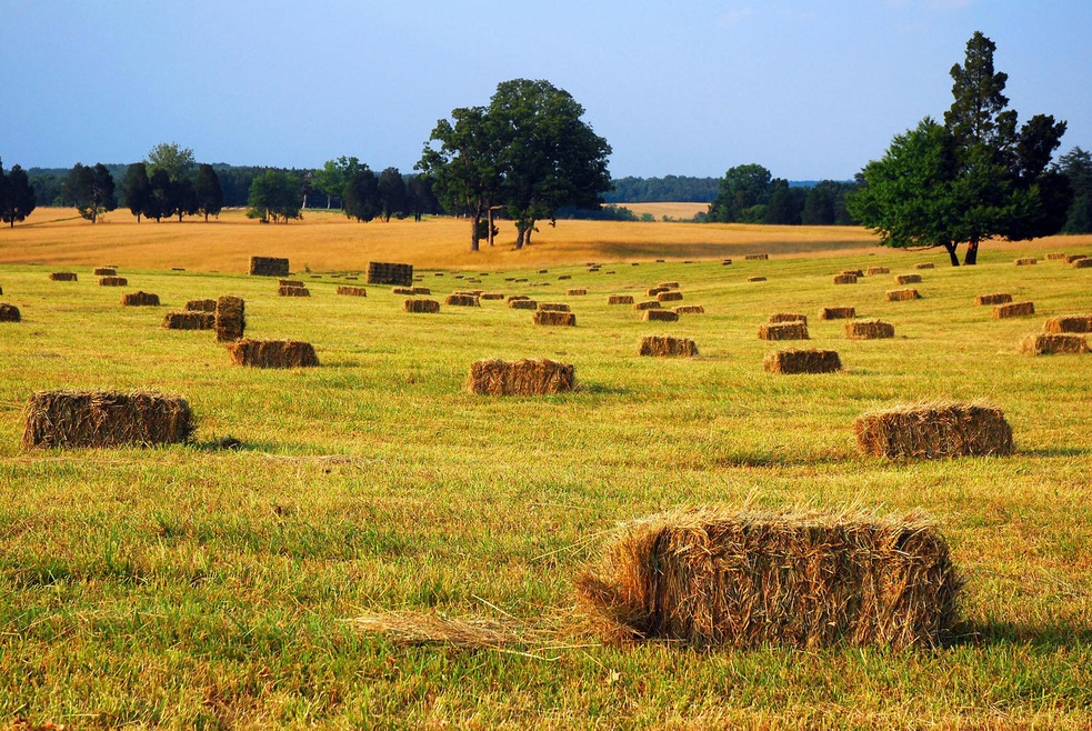 Square Bales
