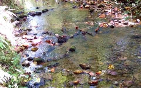 11.85 Doublehead Gap Rd, Ellijay, GA 30536 - photo 1