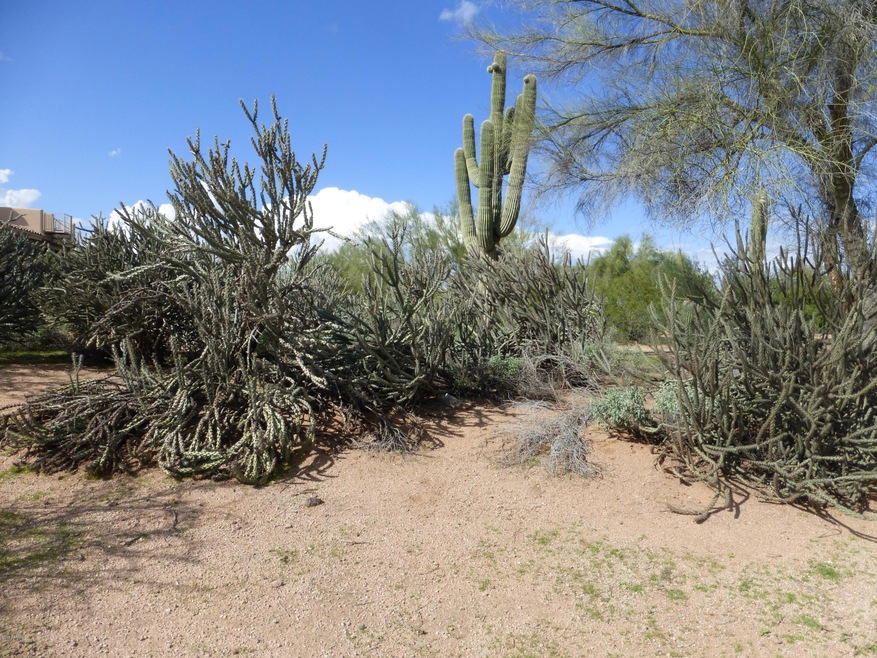 19054 E TONTO VERDE DR