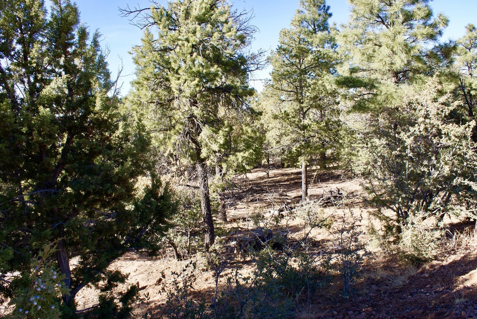 trees