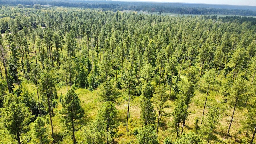 + - 195 Acres unit Hinds County MS, Utica, MS 39170 - photo 1