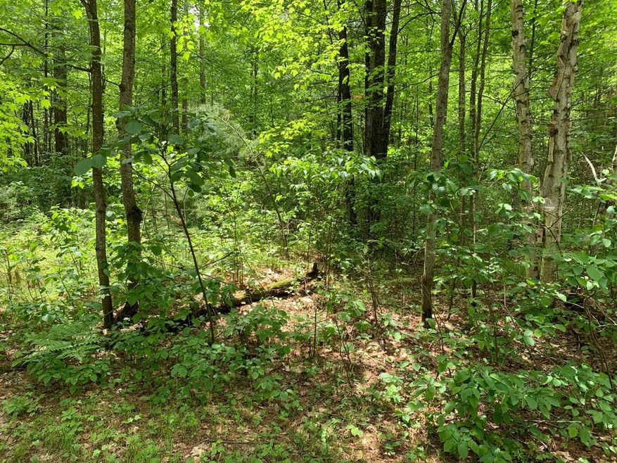 Lot 22 Whitetailed Deer Dr, Tomahawk, WI 54487 - photo 1