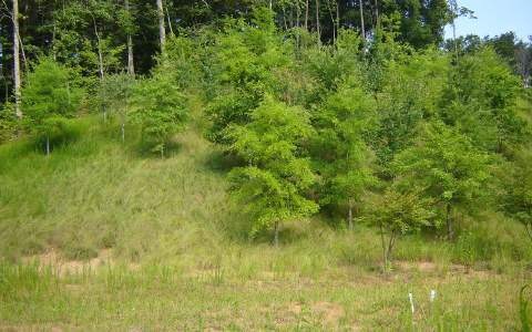 00 Summit Ln, Ellijay, Ga, GA 30540 - photo 1