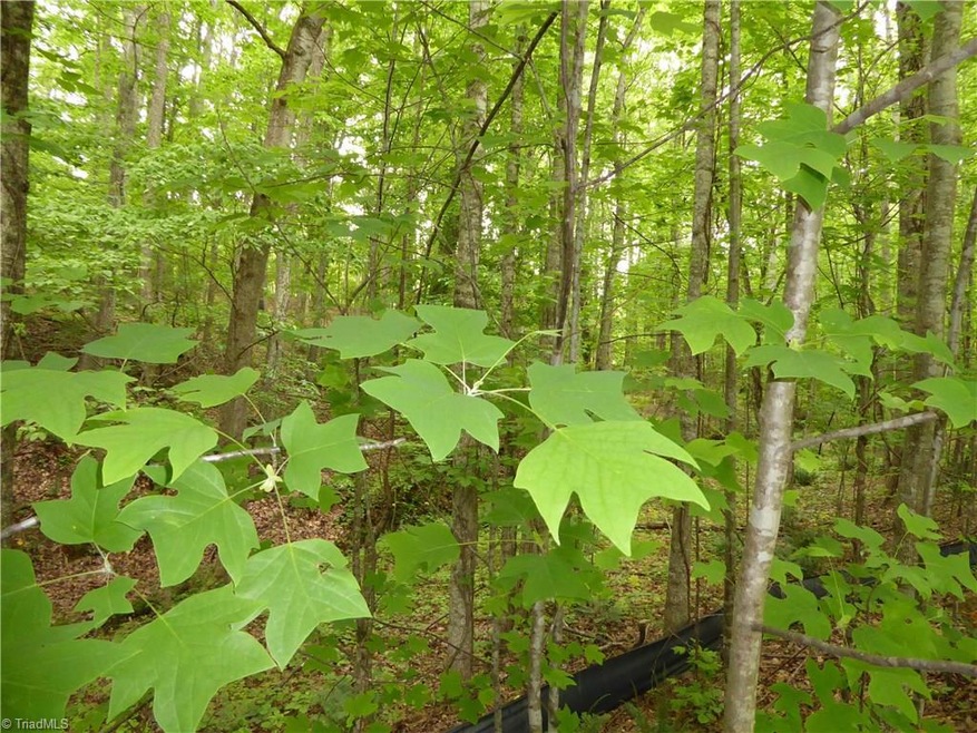 N/A Heather Ct, Randleman, NC 27317 - photo 1