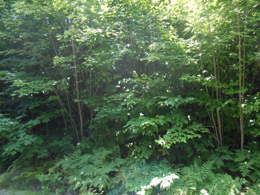 101 Ossipee Mountain Rd, Ossipee, NH 03814 - photo 1