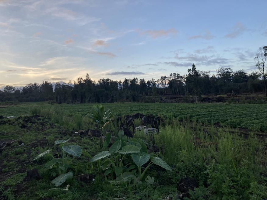 WORKING, INCOME PRODUCING SWEET POTATO FARM! ALSO PERFECT FOR TARO, GINGER, TUMERIC, CABBAGE AND MANY OTHER GROUND CROPS!