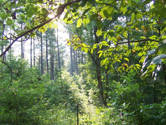 Main View