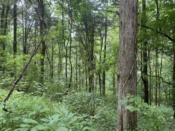 Pending $15,500 • Co-Listing Agent