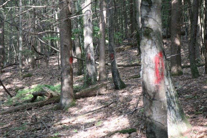 0 Manning Hill Rd, Winchester, NH 03470 - photo 1