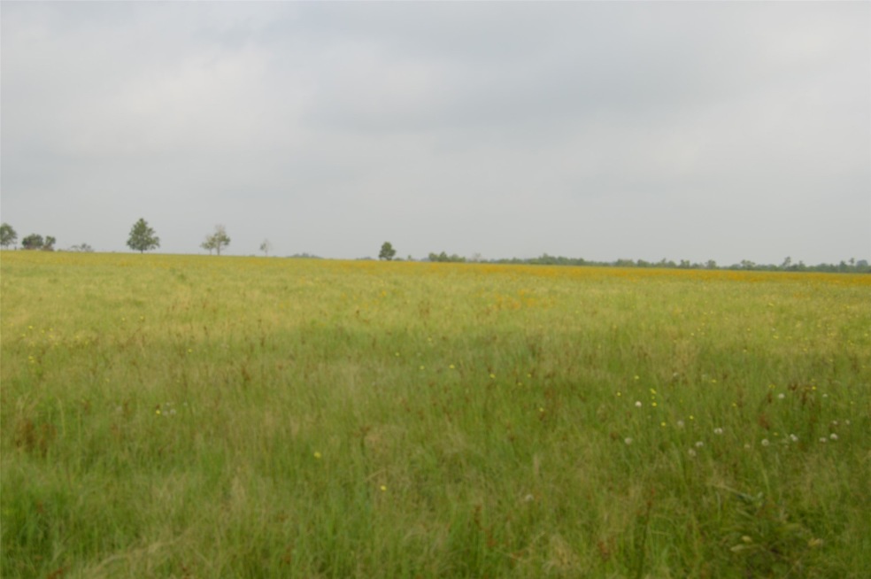 0 Rochen unit 35060089, Waller, TX 77484 - photo 1