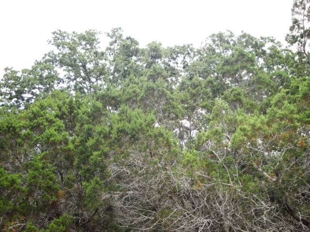 Many nice oaks and elm trees