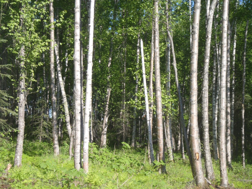 P4290124