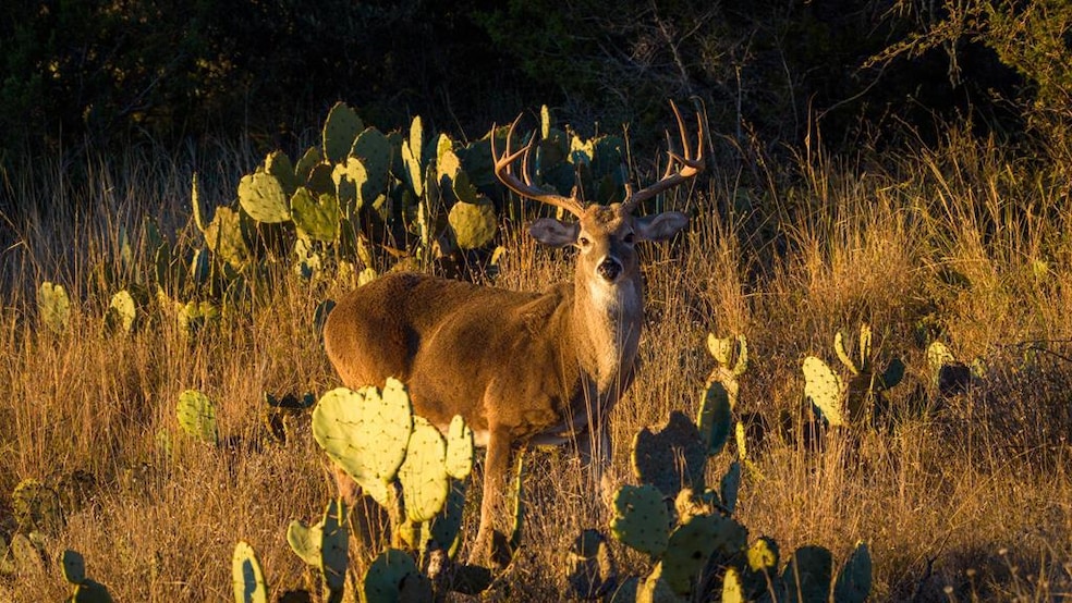 917 Bear Springs Rd, Mason, TX 76856 - photo 1