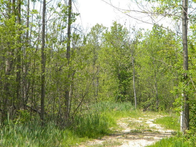 Woods
