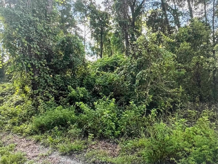 000 Ashley Hall Rd, Wakulla, FL 32327 - photo 1