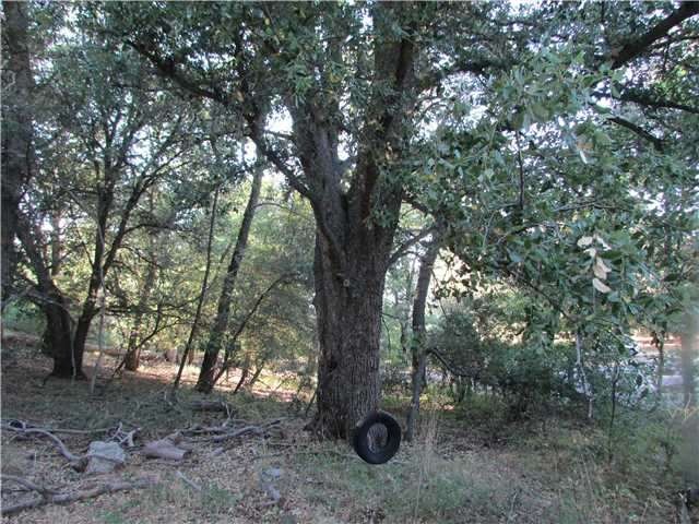 Mature oak trees