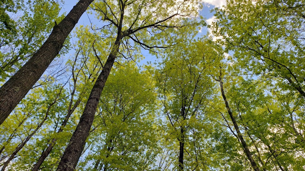 Mature hardwoods and level terrain
